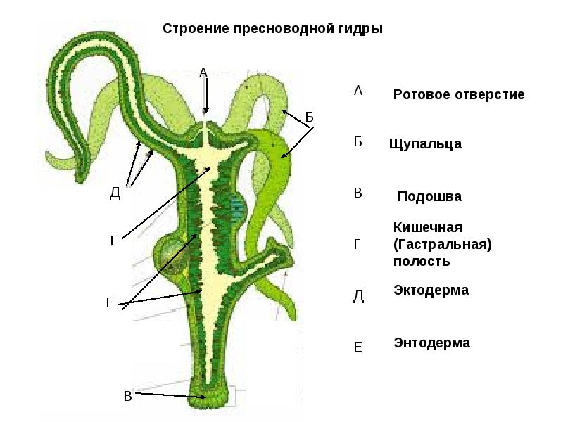 Кракен короткая ссылка